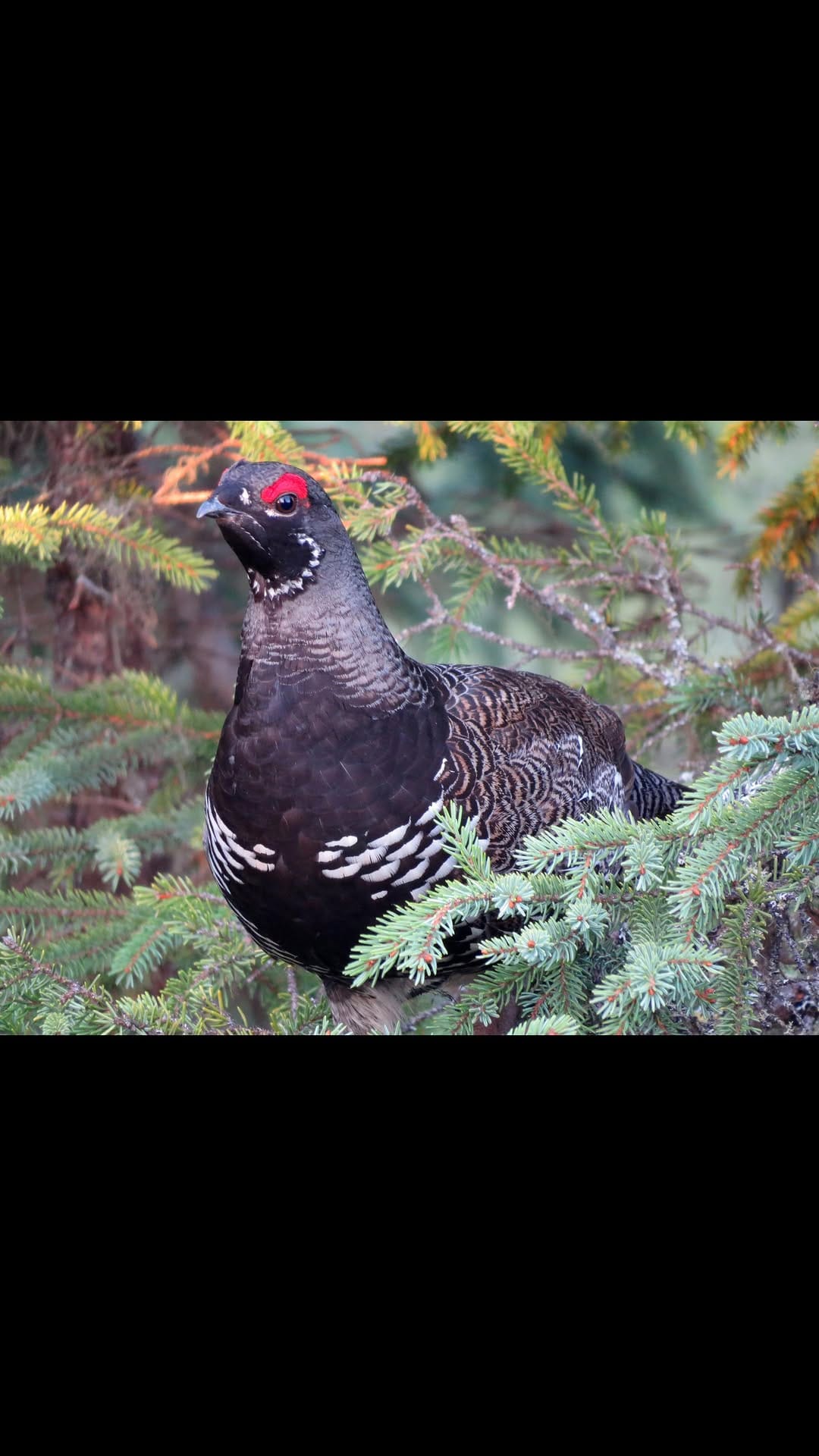 Post 7 by Shayan Zirakjou on Instagram (video)