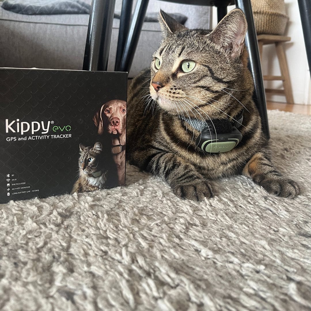 Post 1 by Marley Le Cat-scadeur on Instagram (image)
