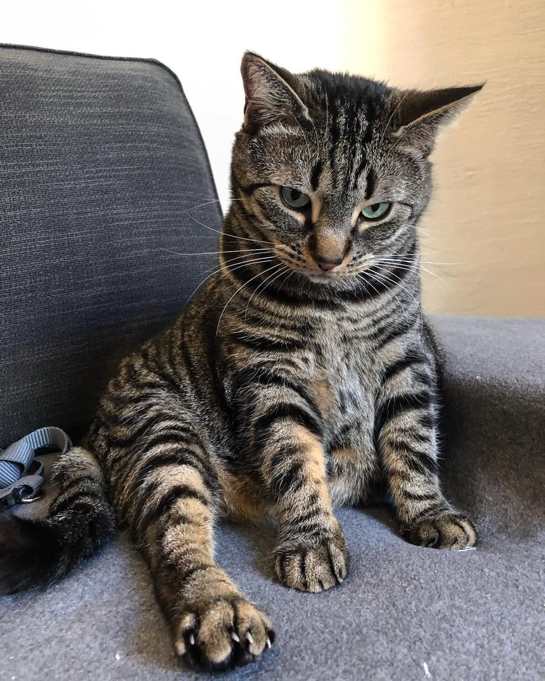 Post 9 by Marley Le Cat-scadeur on Instagram (image)