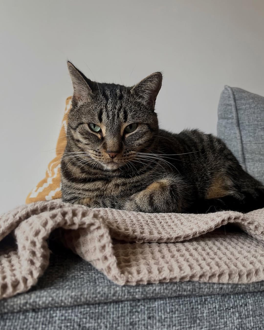 Post 3 by Marley Le Cat-scadeur on Instagram (image)