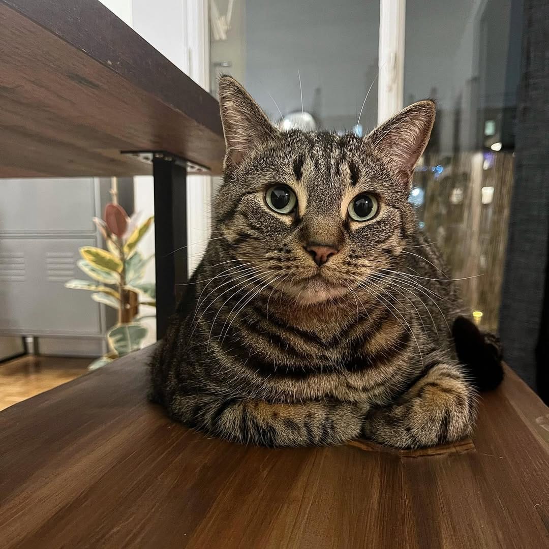 Post 4 by Marley Le Cat-scadeur on Instagram (image)