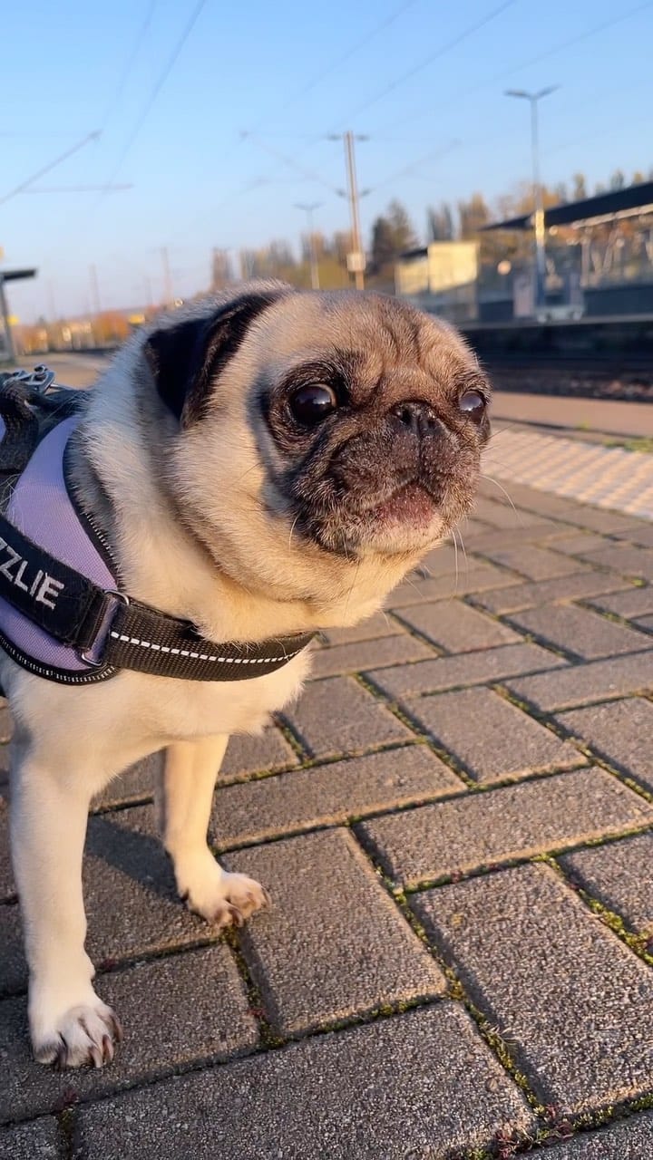 Post 2 by Marley Le Cat-scadeur on Instagram (video)