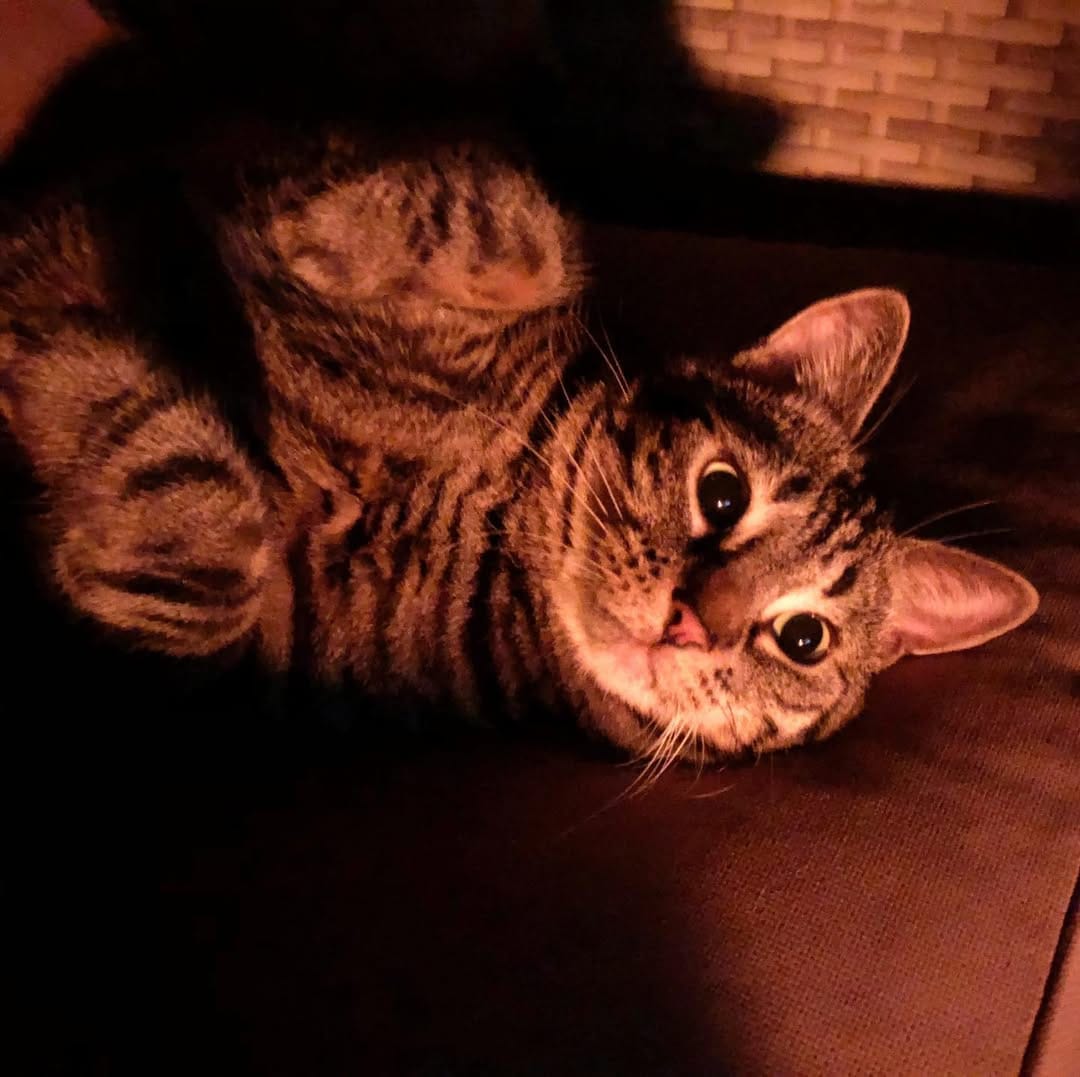 Post 7 by Marley Le Cat-scadeur on Instagram (image)