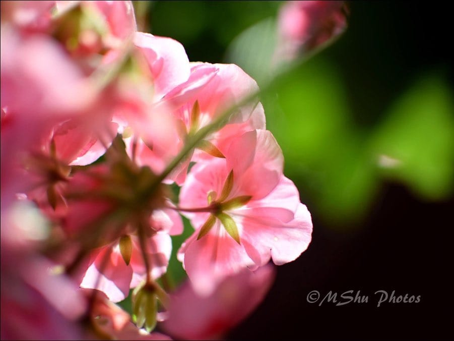 Post 9 by MShu on Instagram (image)
