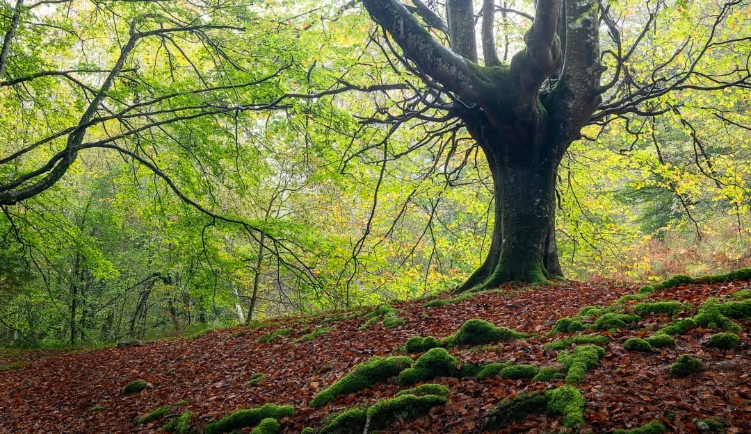Post 1 by Patrick Viau on Instagram (image)