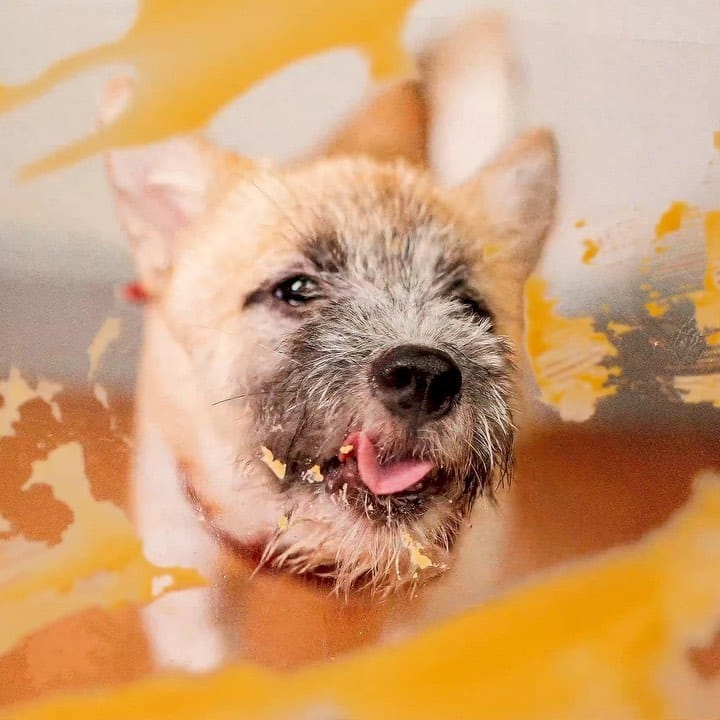 Post 9 by bark n' bite on Instagram (carousel)