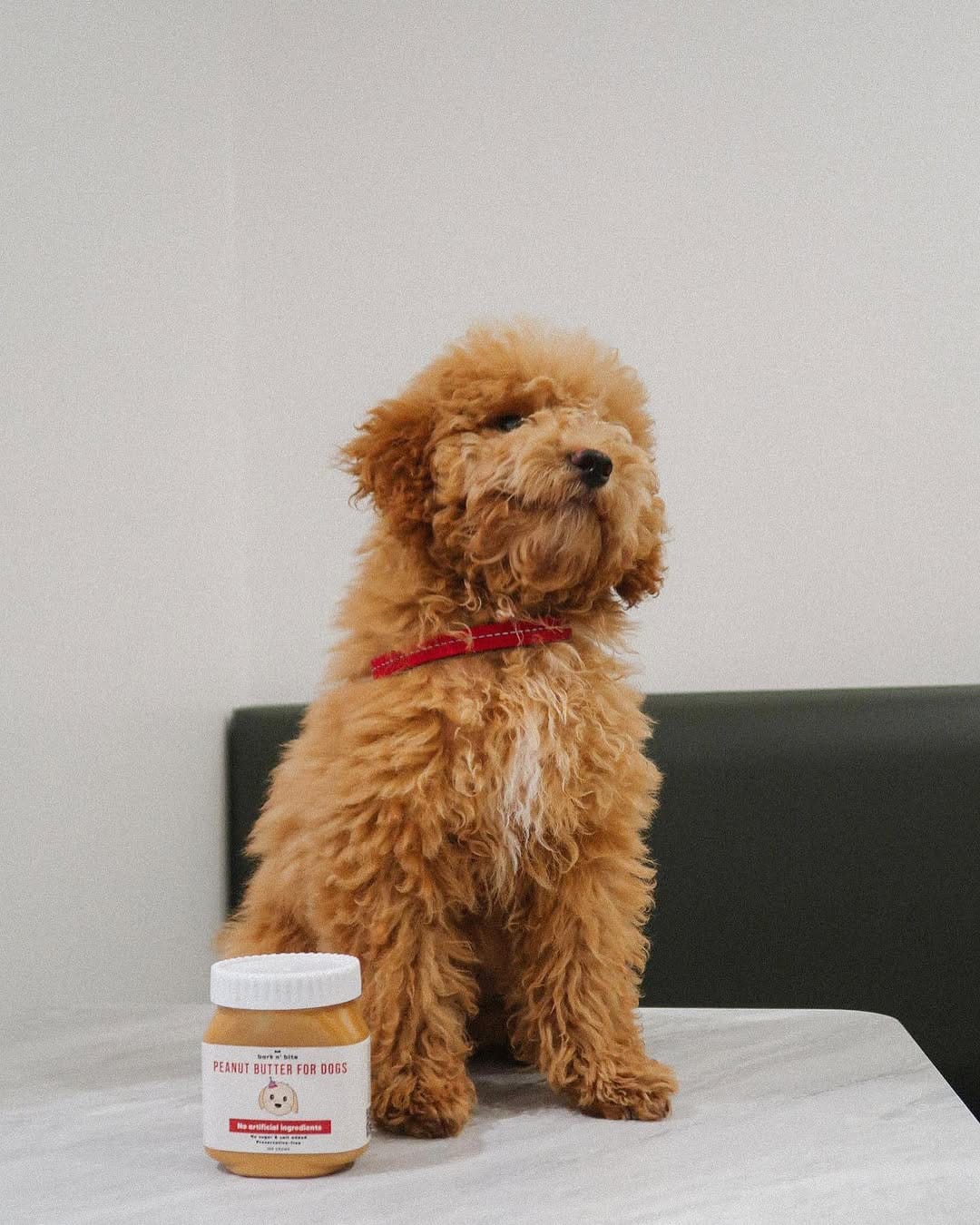 Post 2 by bark n' bite on Instagram (carousel)