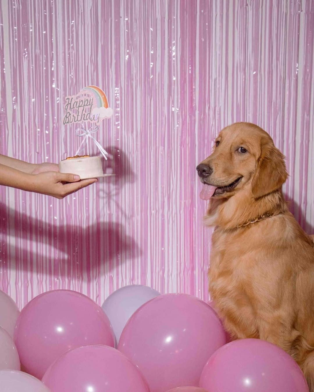 Post 7 by bark n' bite on Instagram (carousel)