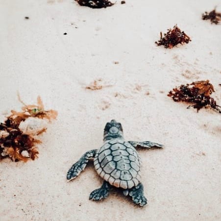 Post 8 by B L U E   T U R T L E on Instagram (image)