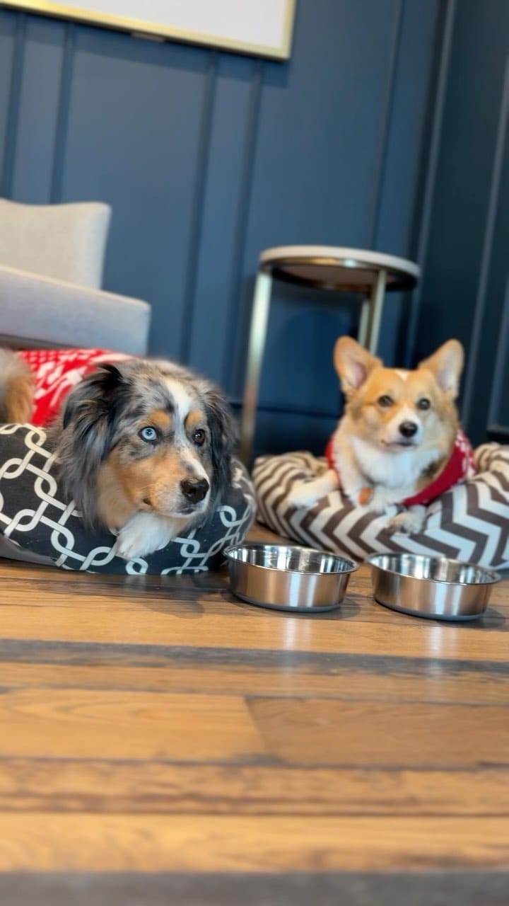 Post 4 by 🐾 Bacon & Goji 🐾 on Instagram (video)