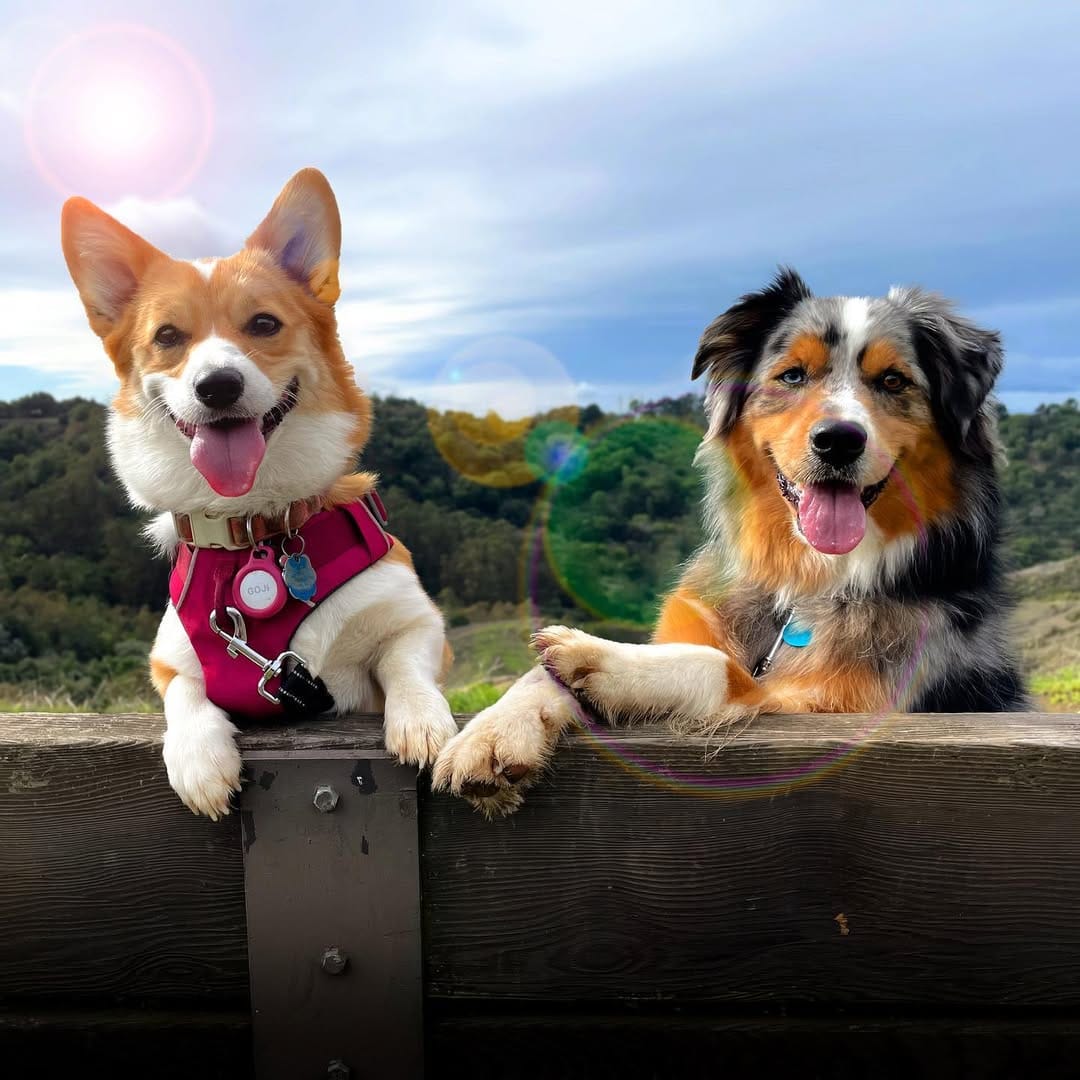 Post 8 by 🐾 Bacon & Goji 🐾 on Instagram (image)