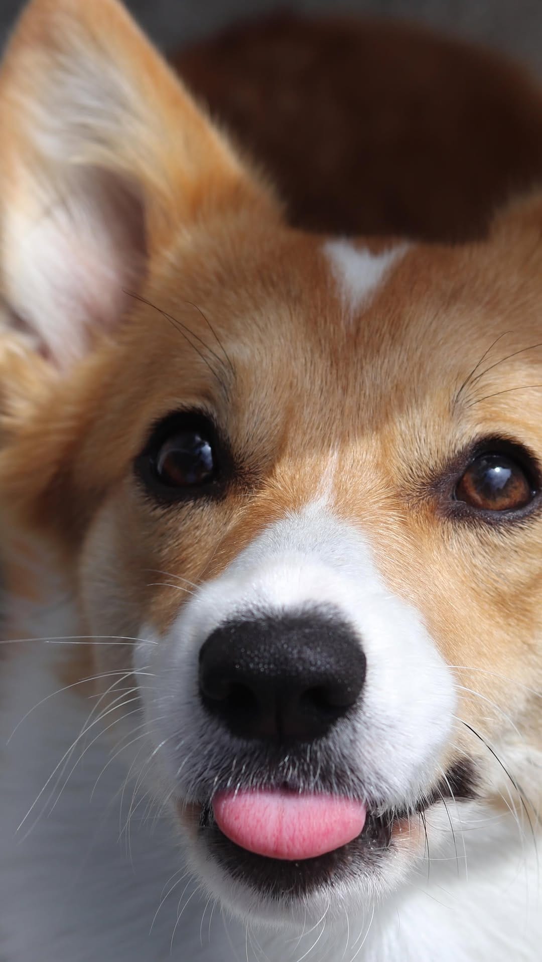 Post 5 by 🐾 Bacon & Goji 🐾 on Instagram (video)