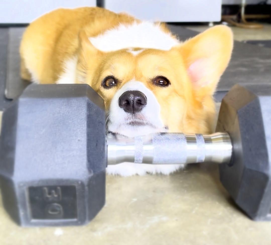 Post 1 by 🐾 Bacon & Goji 🐾 on Instagram (image)