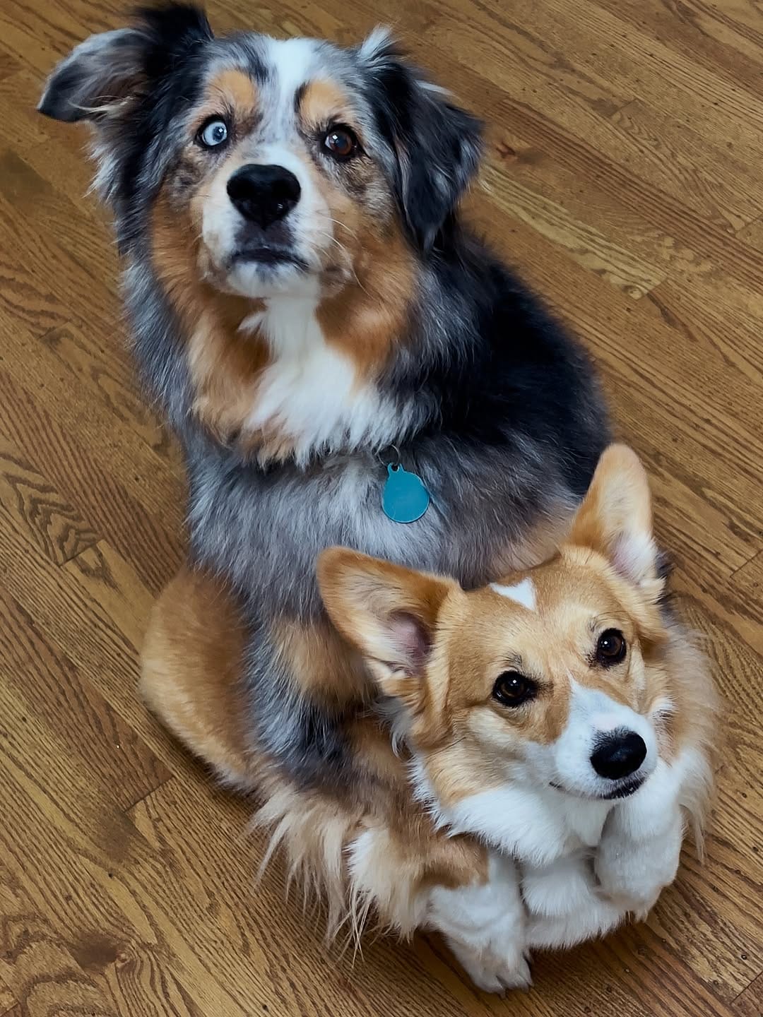 Post 2 by 🐾 Bacon & Goji 🐾 on Instagram (image)