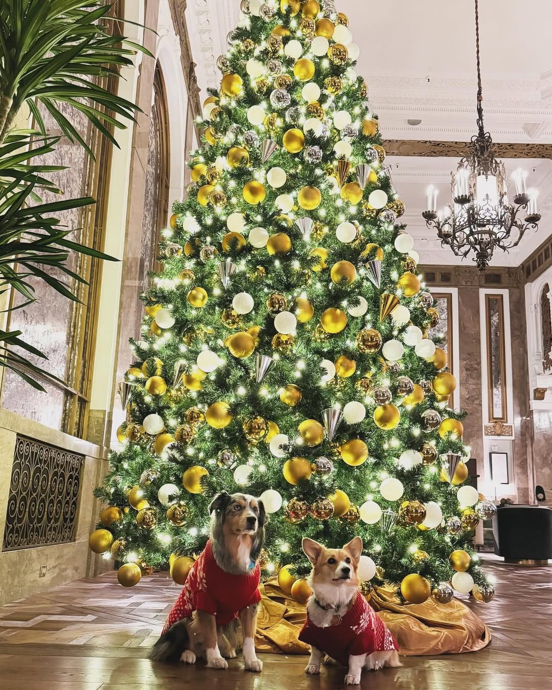Post 3 by 🐾 Bacon & Goji 🐾 on Instagram (image)