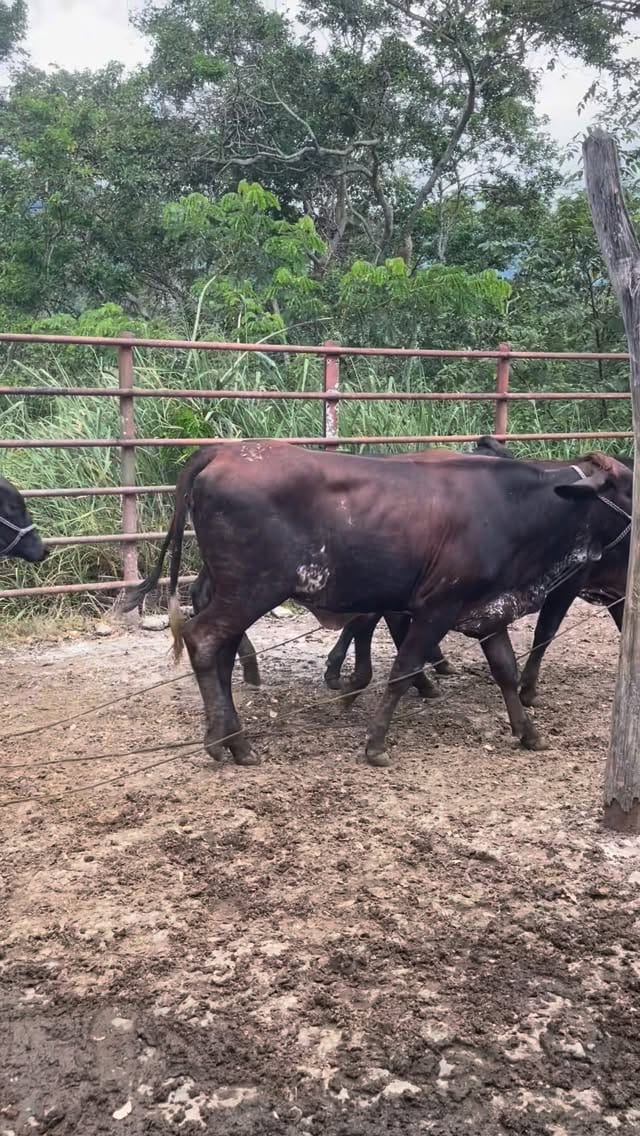 Post 2 by Ganaderia La Rueda on Instagram (video)