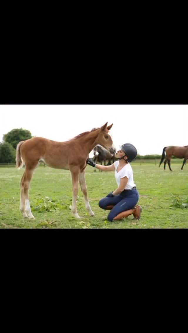 Post 9 by LKF Sport Horses & Ponies on Instagram (video)