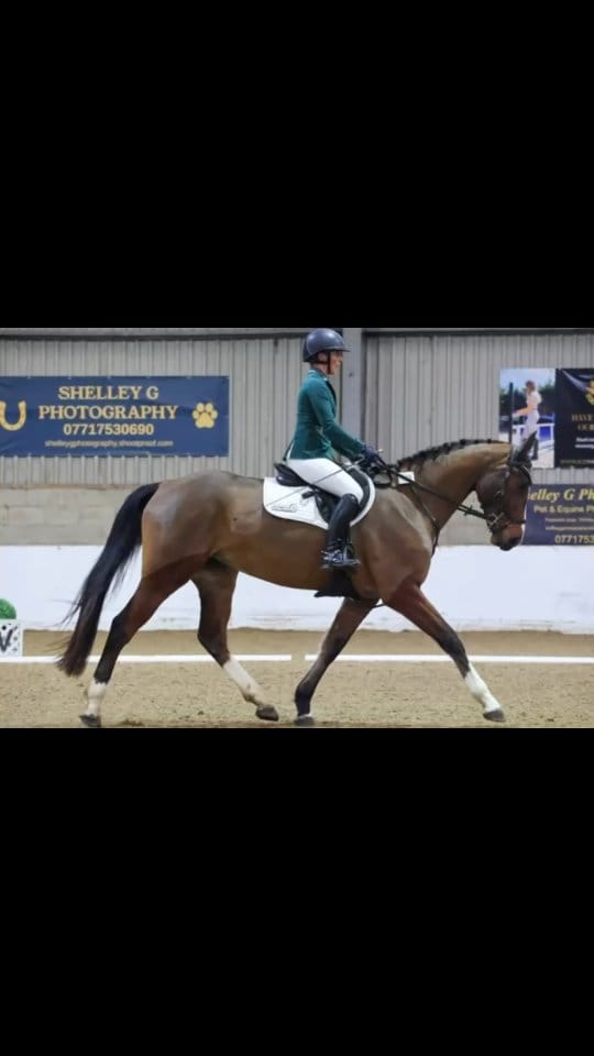 Post 4 by LKF Sport Horses & Ponies on Instagram (video)
