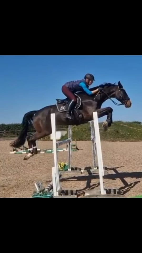 Post 2 by LKF Sport Horses & Ponies on Instagram (video)