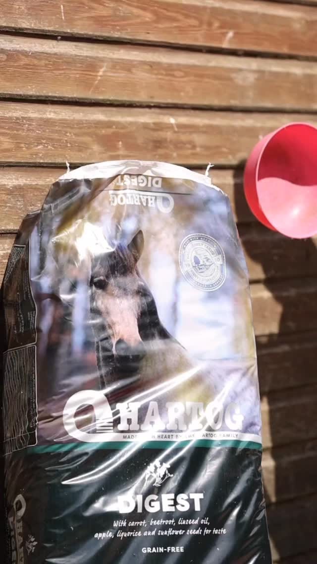 Post 6 by LKF Sport Horses & Ponies on Instagram (video)