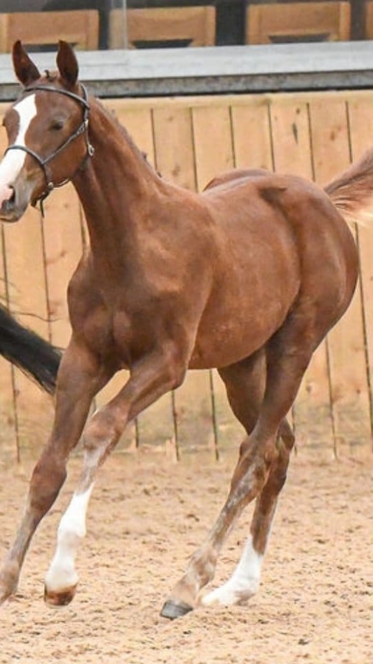 Post 7 by LKF Sport Horses & Ponies on Instagram (video)