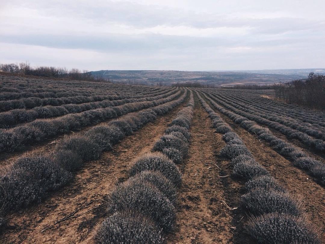 Post 10 by Aromenature Italia on Instagram (image)