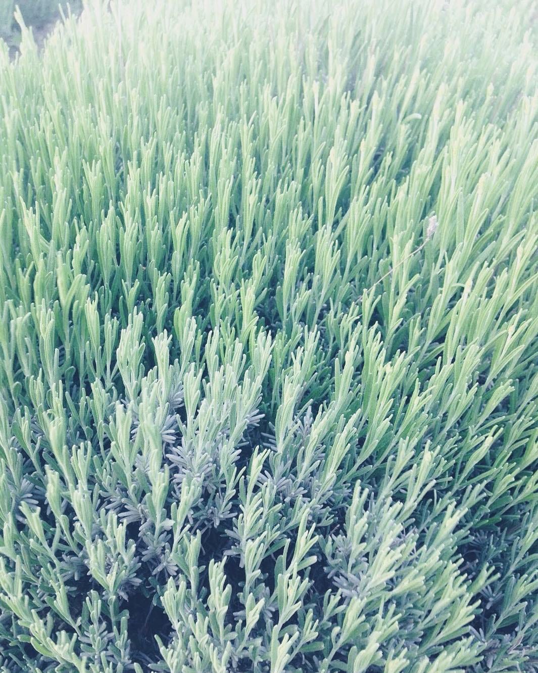 Post 9 by Aromenature Italia on Instagram (image)