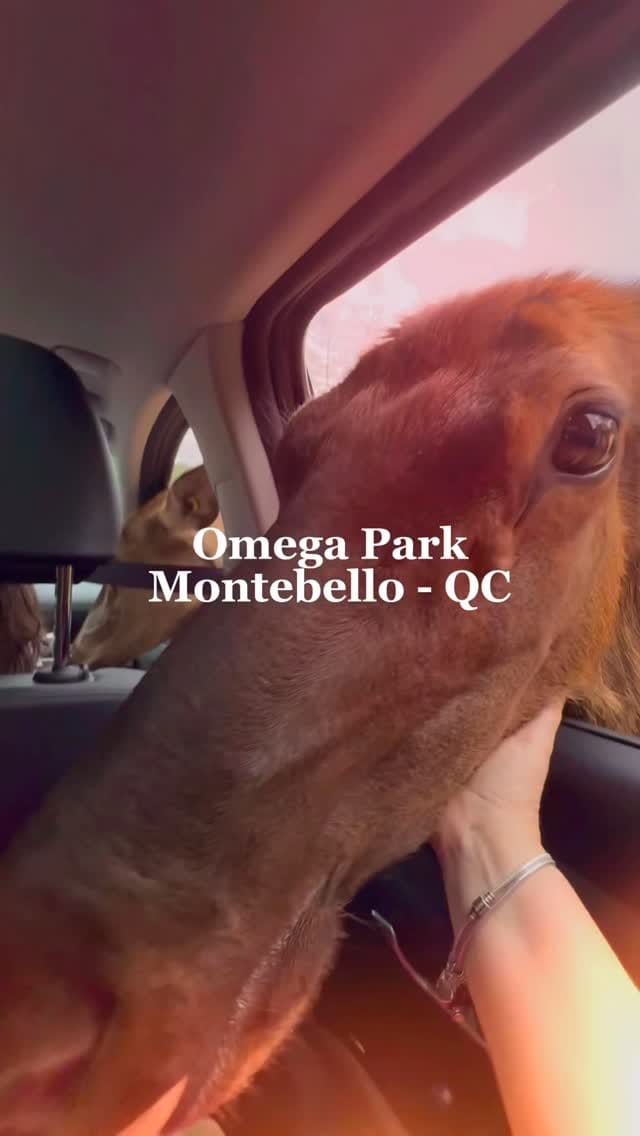 Post 5 by Ingrid Ribeiro on Instagram (video)