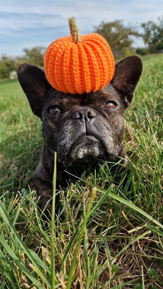 Post 4 by Mademoiselle Holli on Instagram (video)