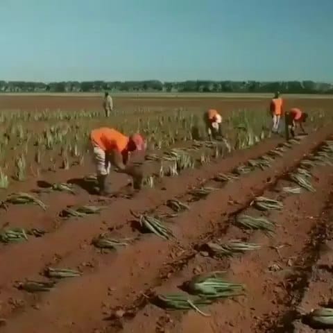Post 10 by Essens original парфюм on Instagram (video)
