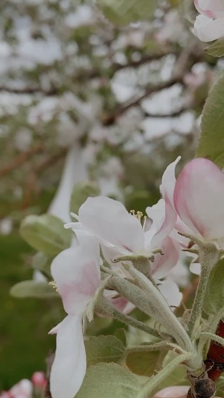 Post 8 by Petits Essentiels Co on Instagram (video)