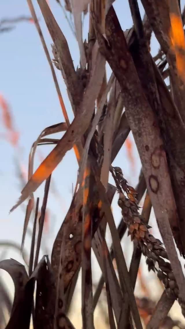 Post 4 by @dirty_delta_outfitters on Instagram (video)
