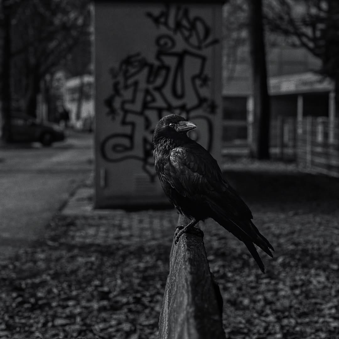 Post 1 by Armin Mahmutovic on Instagram (image)