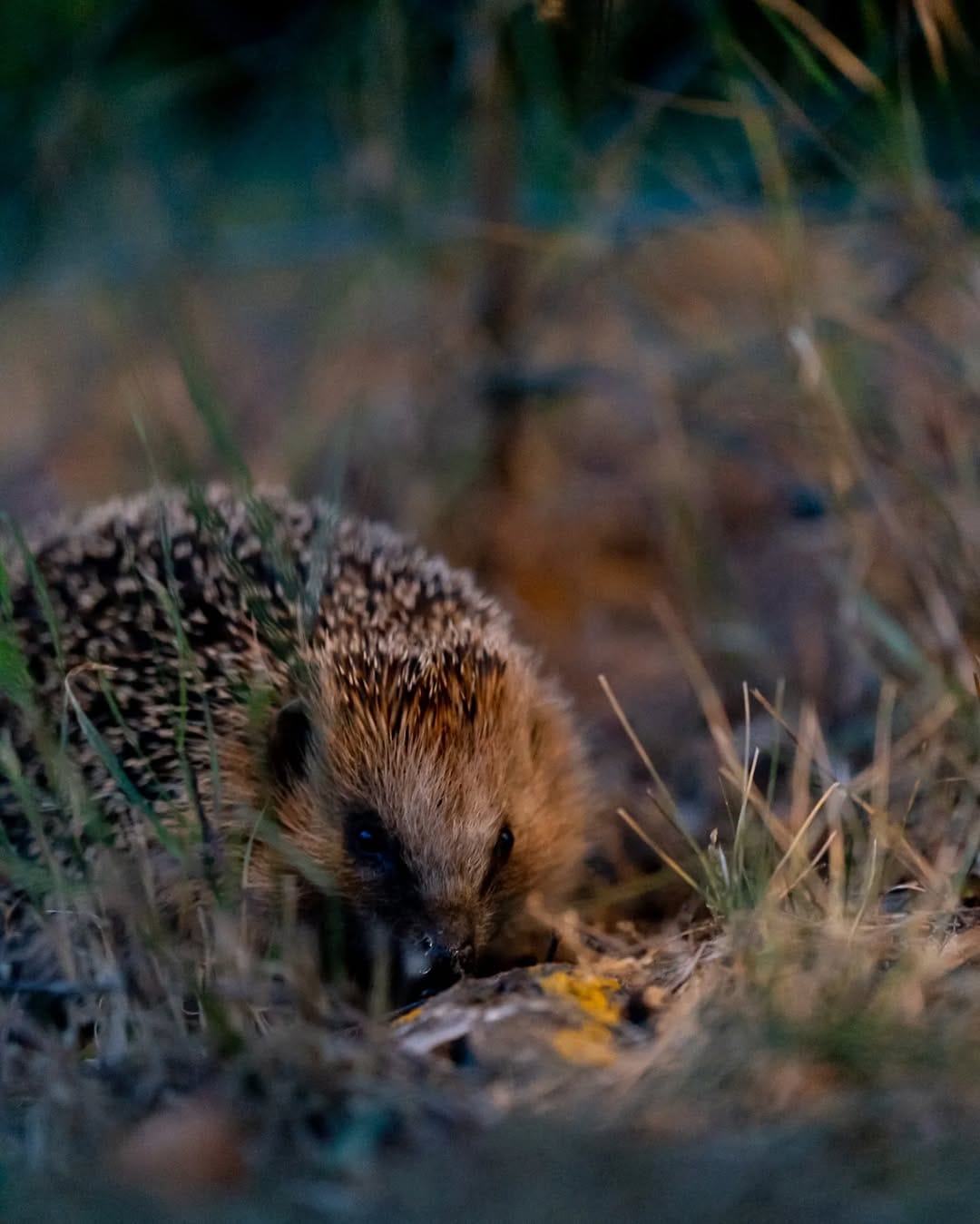 Post 6 by Sebastian Lücke on Instagram (image)