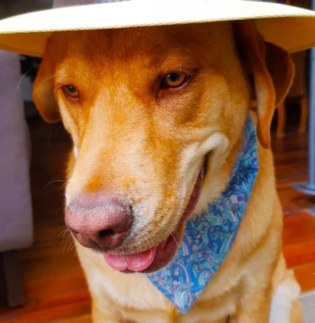 Post 8 by ALTUS ACCESORIOS PARA MASCOTAS on Instagram (carousel)
