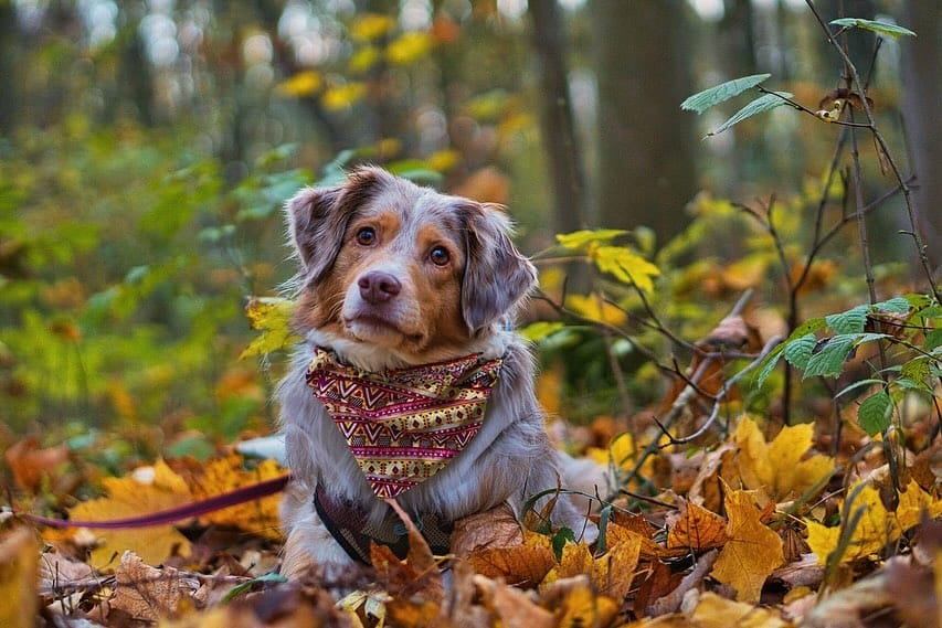 Post 5 by ALTUS ACCESORIOS PARA MASCOTAS on Instagram (carousel)