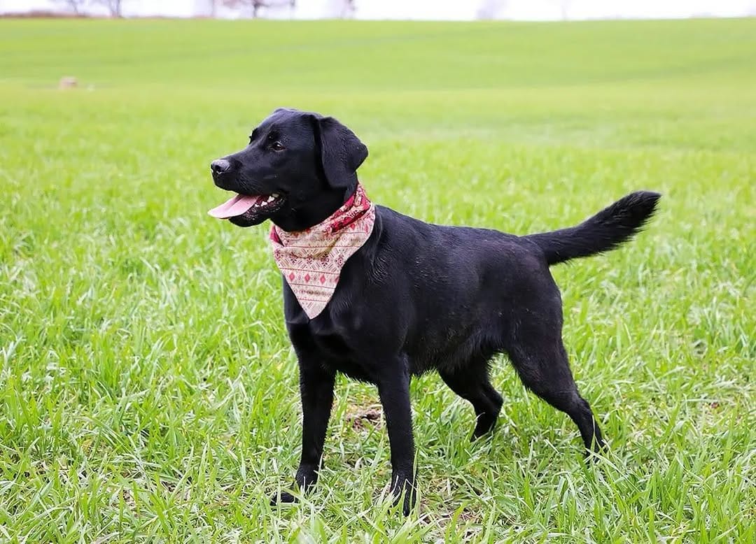 Post 9 by ALTUS ACCESORIOS PARA MASCOTAS on Instagram (image)