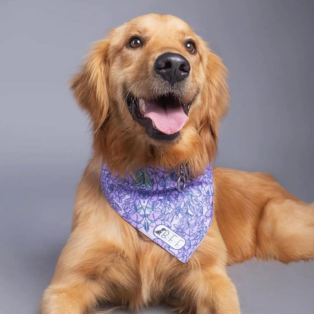 Post 7 by ALTUS ACCESORIOS PARA MASCOTAS on Instagram (image)
