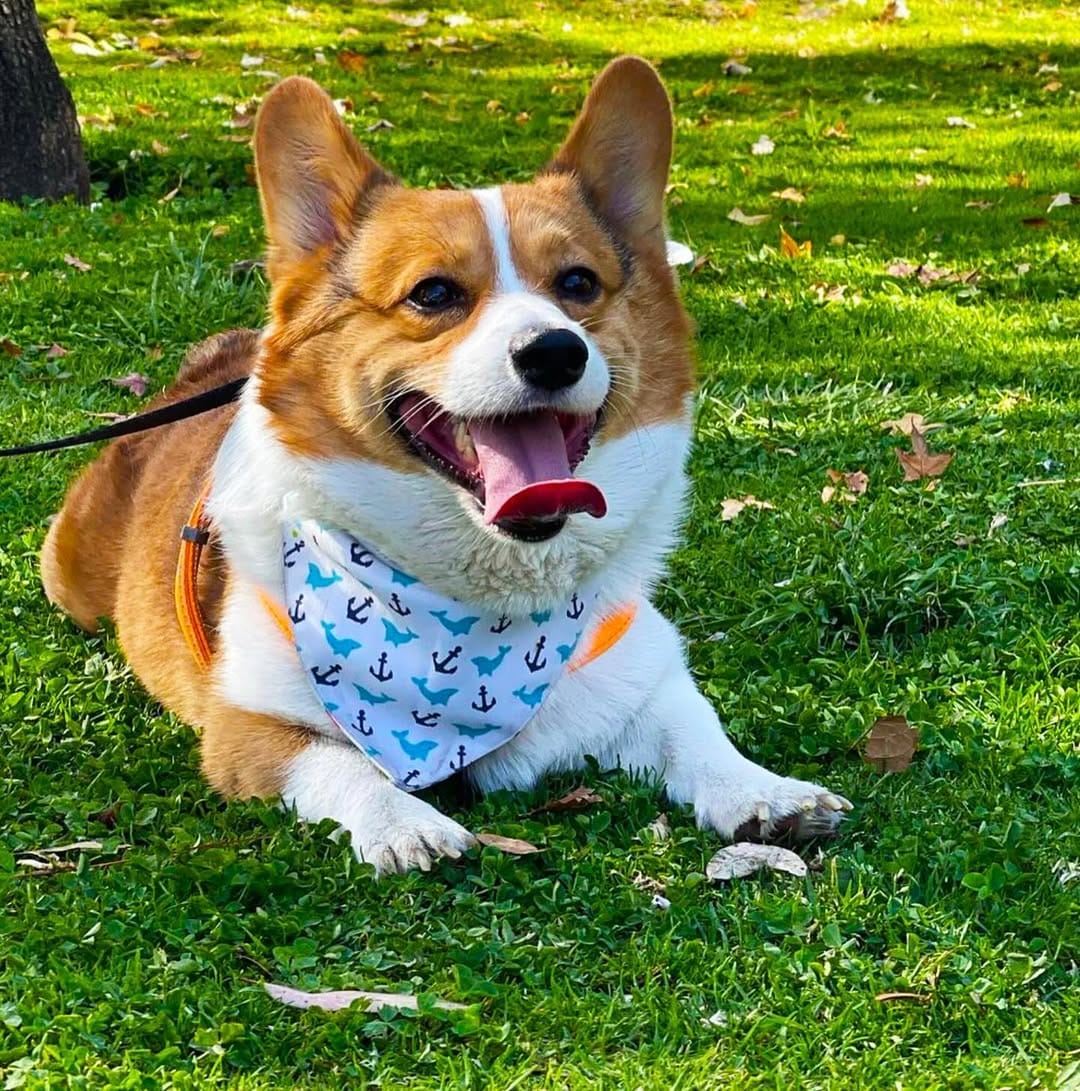 Post 6 by ALTUS ACCESORIOS PARA MASCOTAS on Instagram (carousel)