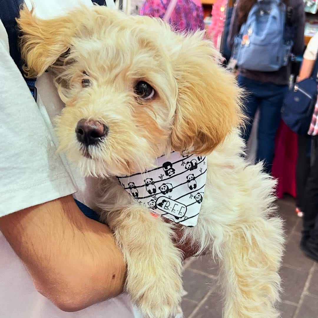 Post 4 by ALTUS ACCESORIOS PARA MASCOTAS on Instagram (image)