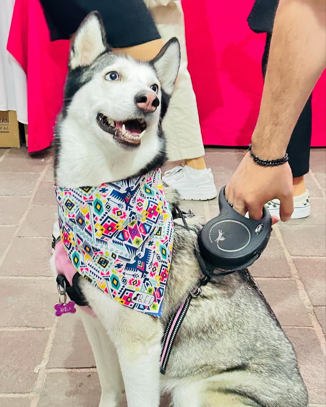 Post 3 by ALTUS ACCESORIOS PARA MASCOTAS on Instagram (carousel)