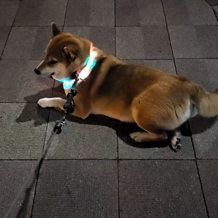 Post 10 by 柴犬 ハル on Instagram (video)