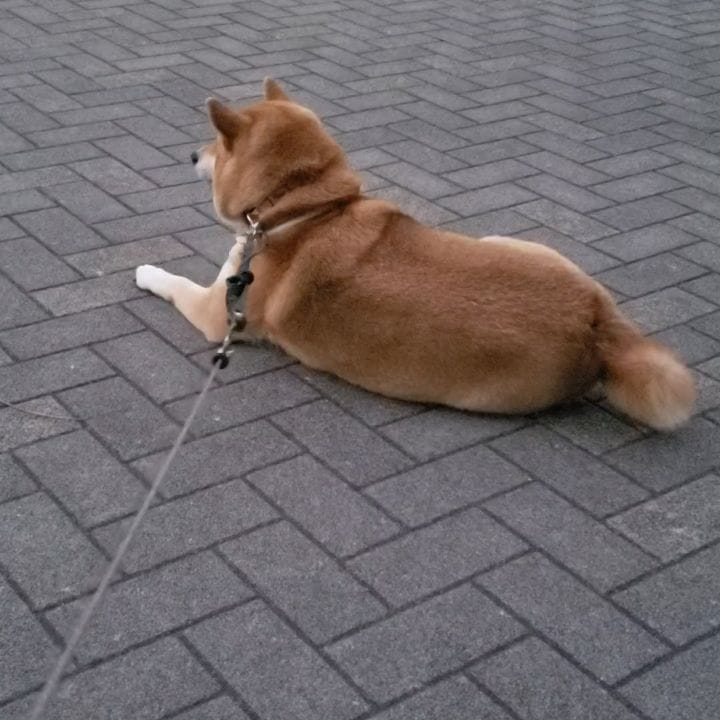 Post 9 by 柴犬 ハル on Instagram (video)