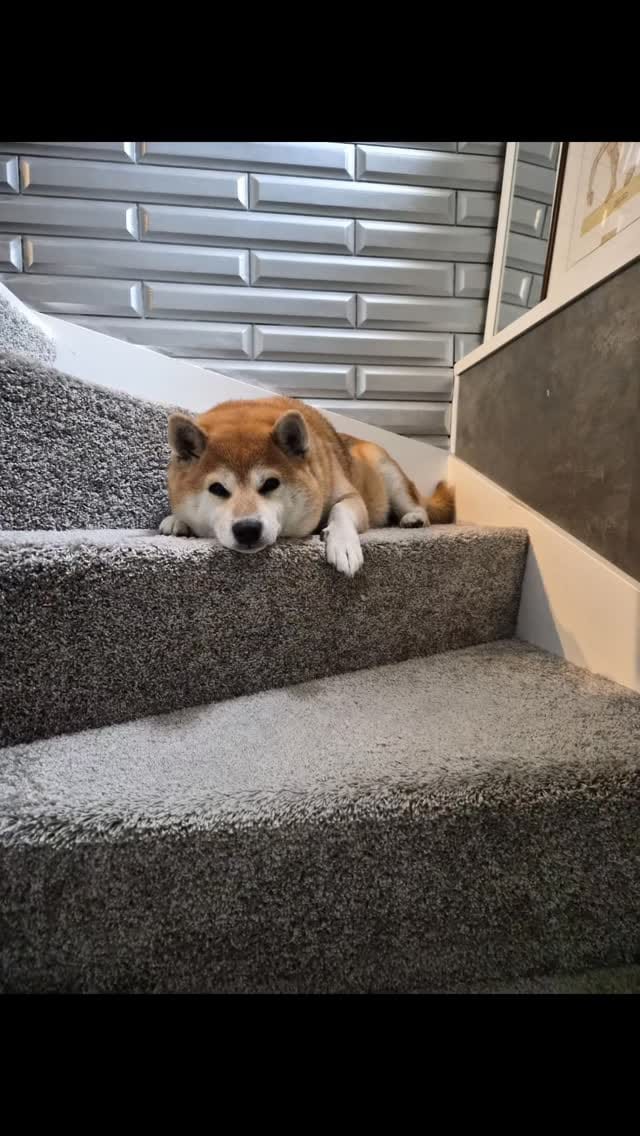 Post 2 by 柴犬 ハル on Instagram (video)