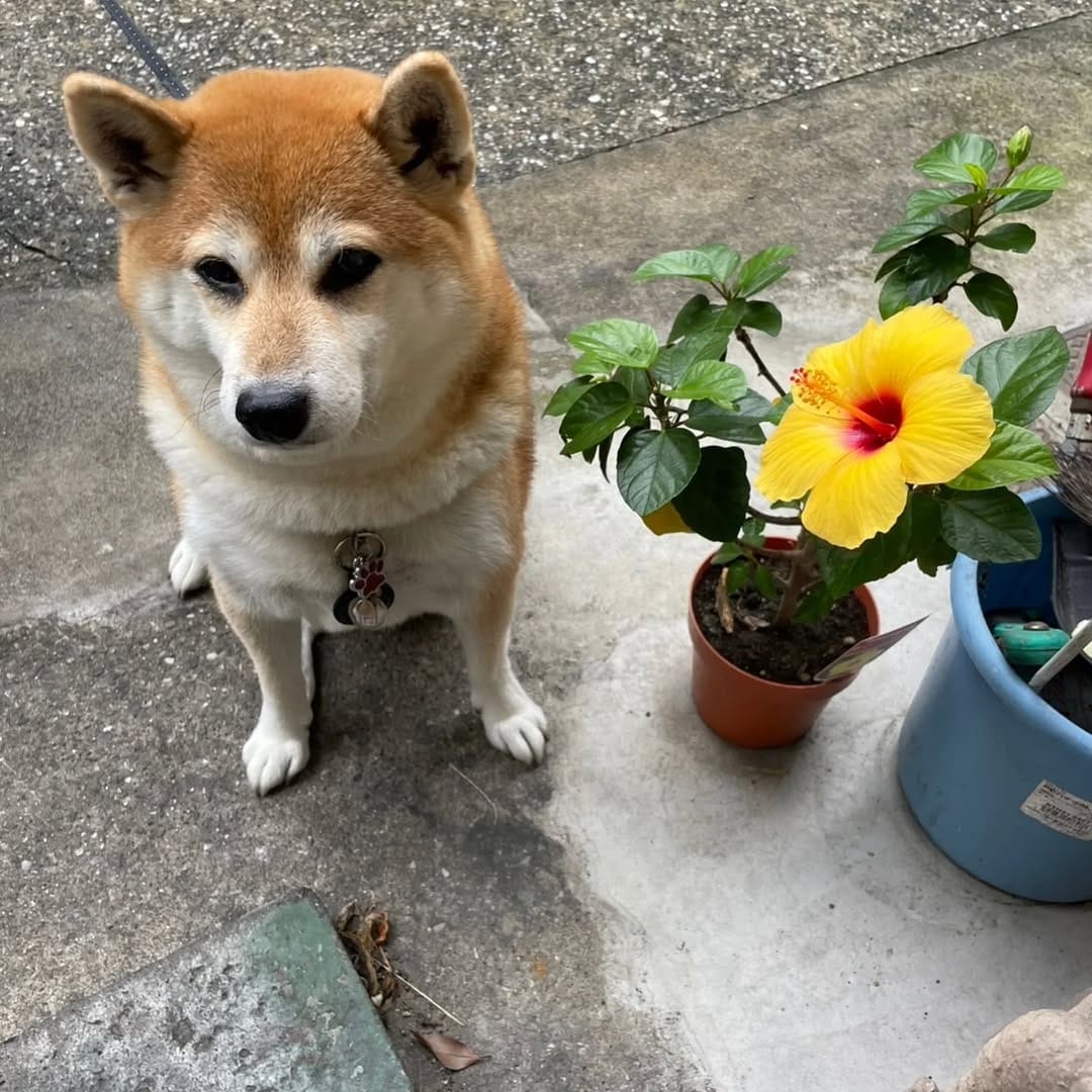Post 1 by 柴犬 ハル on Instagram (image)