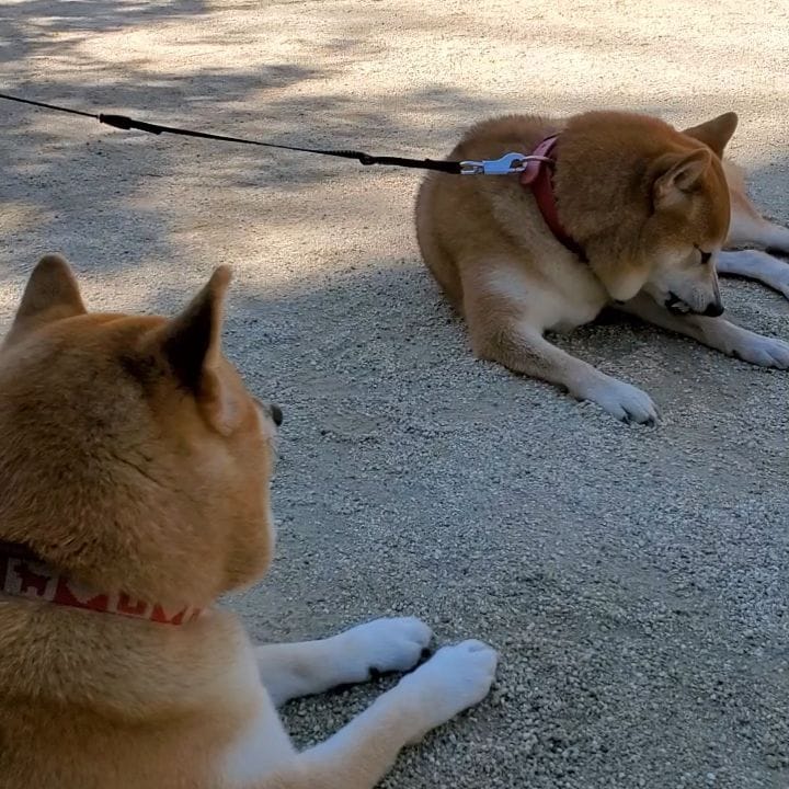 Post 7 by 柴犬 ハル on Instagram (video)