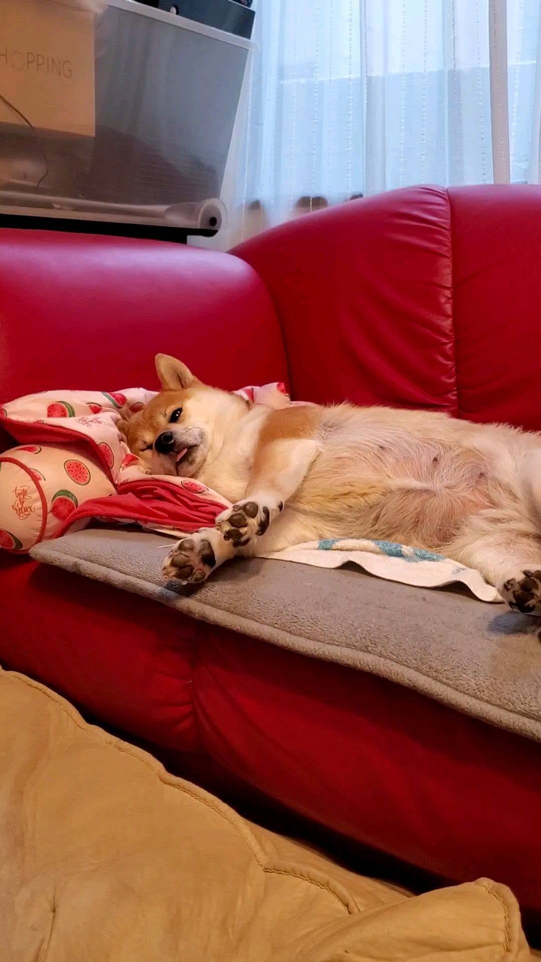 Post 5 by 柴犬 ハル on Instagram (video)