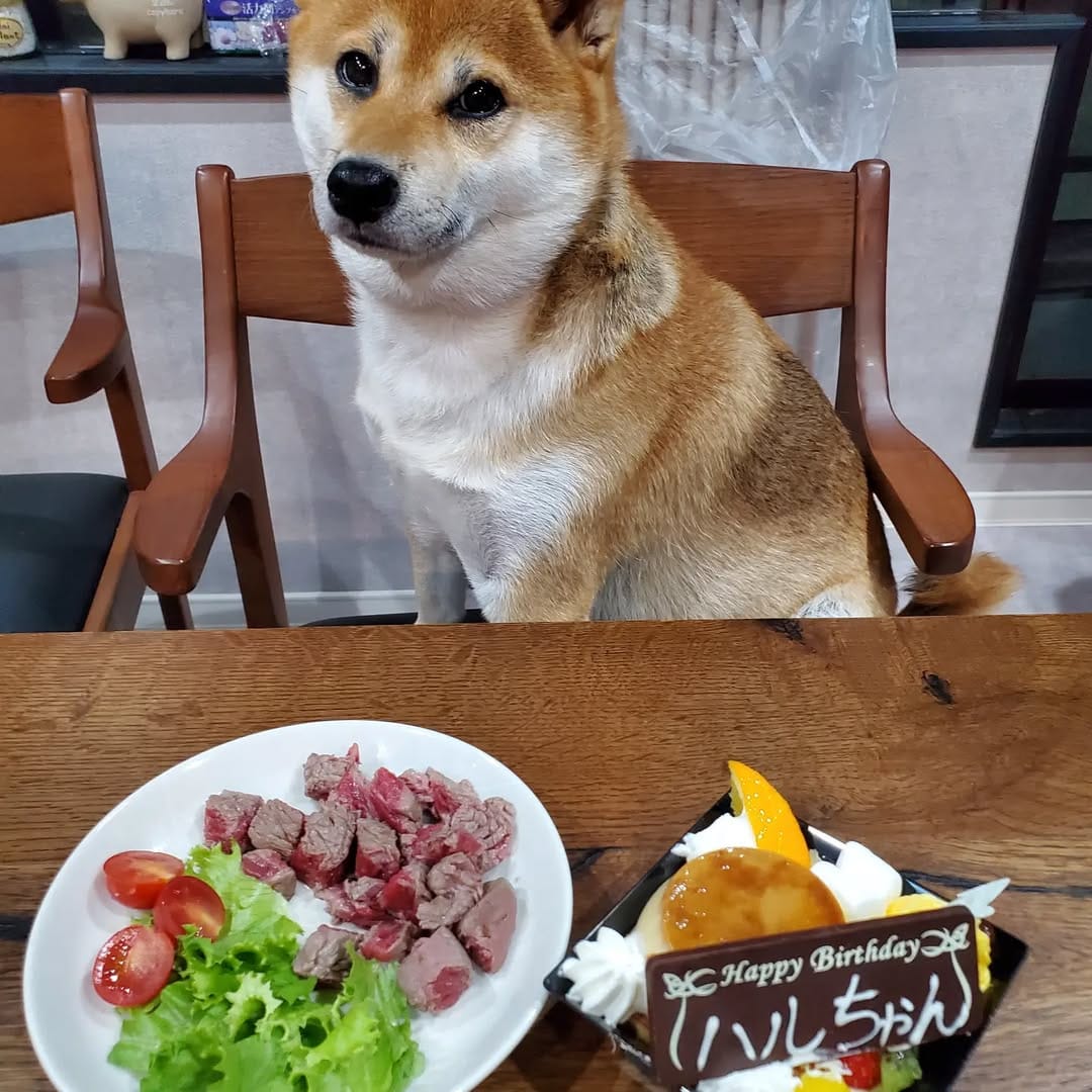 Post 3 by 柴犬 ハル on Instagram (image)