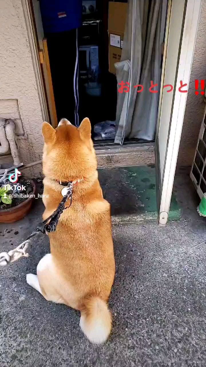 Post 8 by 柴犬 ハル on Instagram (video)