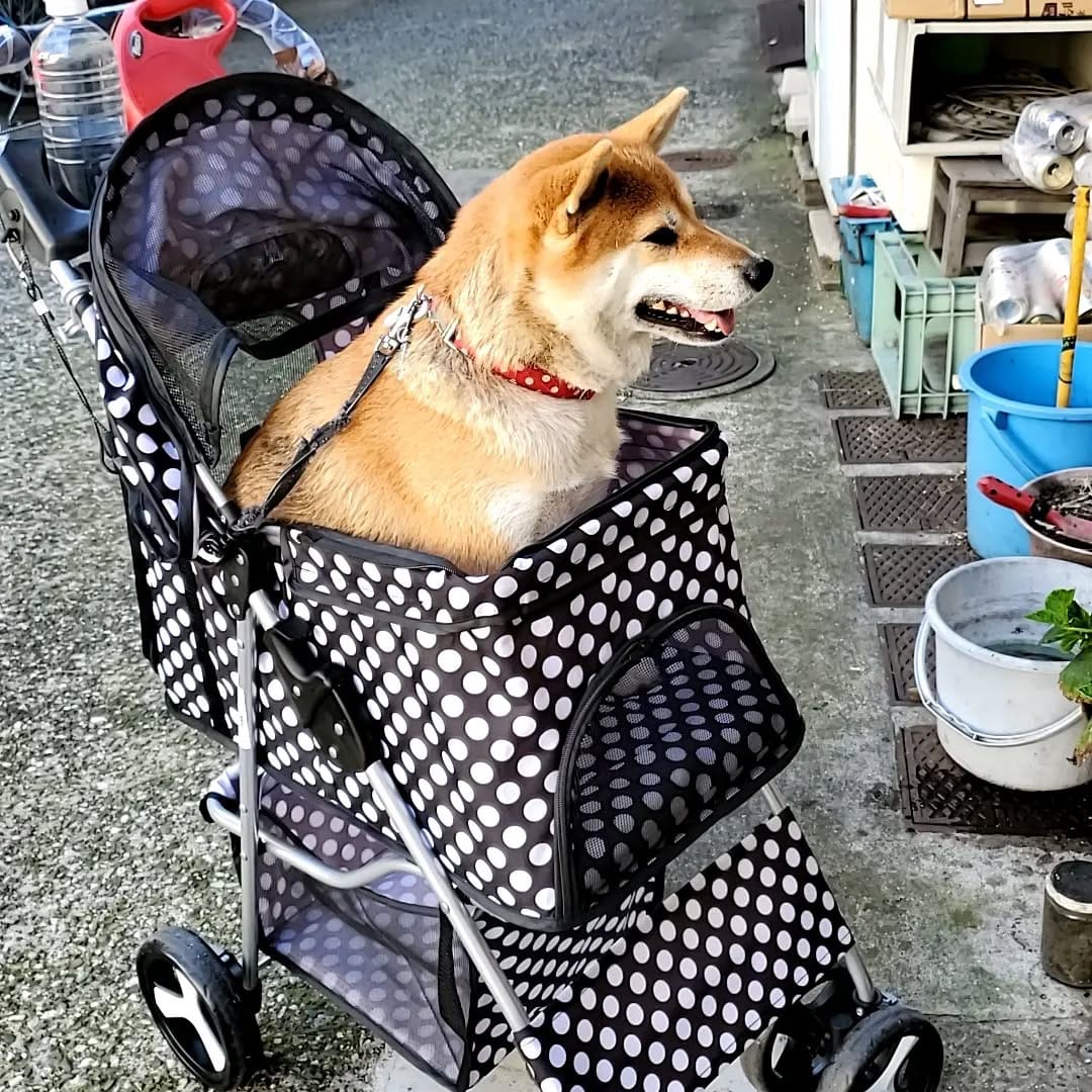 Post 4 by 柴犬 ハル on Instagram (image)